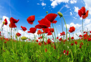 Fototapete Mohn red, Schönheit, Hintergrund, Natur, im Freien