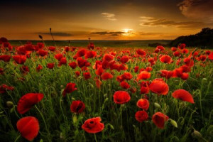Fototapete Mohn red, Schönheit, Natur, im Freien, Sommer
