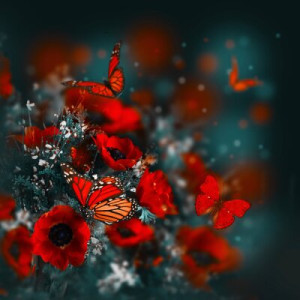 Fototapete Mohn red, Hintergrund, Design, Natur, flora