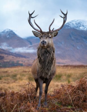Fototapete Andere cervid, Hirsch, Tier, Geweih, Tierwelt