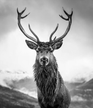 Fototapete cervid, Tier, Hirsch, Geweih, Tierwelt