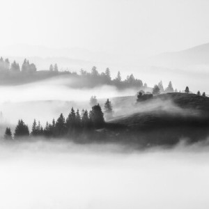 Fototapete Herbst, Wald, Wiese, Nebel, neblig