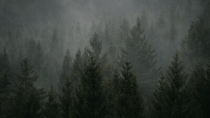 Fototapete Andere Wald, Berg, Nebel, Landschaft, Baum