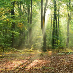 Fototapete Schönheit, Holz, Hintergrund, frei, Natur