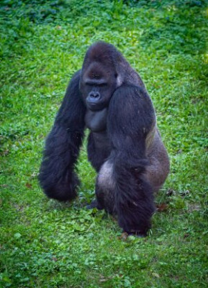Fototapete Andere Gorilla, suchen, Tier, Tierwelt, Säugetier