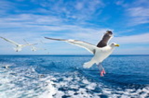 Fototapete Andere Natur, Tier, isoliert, weiß, Meer