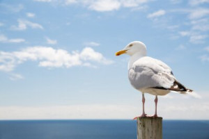Fototapete blank, frei, Weltraum, Natur, Fauna