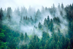 Fototapete Wald, Nebel, reisen, Berg, Landschaft
