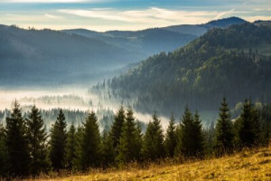 Fototapete gelb, ansehen, Holz, Hintergrund, Natur