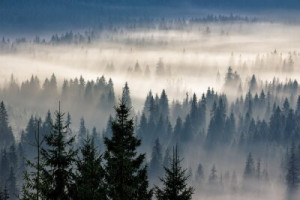 Fototapete Andere ansehen, Holz, Hintergrund, Natur, im Freien