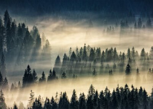 Fototapete ansehen, Holz, Hintergrund, Natur, im Freien