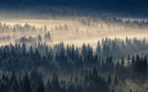 Fototapete ansehen, Holz, Hintergrund, Natur, Sommer