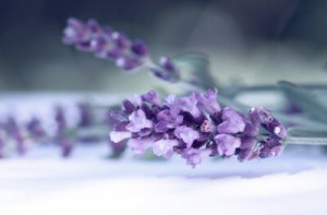 Fototapete Lavendel Hintergrund, Natur, Sommer, isoliert, weiß