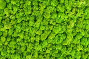 Fototapete Pflanzen grün, Moos, dekorativ, Textur, Hintergrund