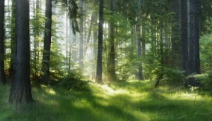Fototapete Wald Holz, Natur, im Freien, Wald, niemand