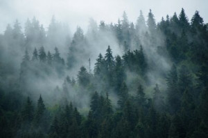 Fototapete Wald, Nebel, reisen, Berg, Landschaft