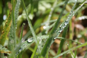Fototapete Andere Natur, Gras, regen, Nebel, dew