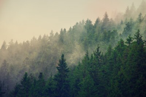 Fototapete Wald Wald, Nebel, reisen, Berg, Landschaft