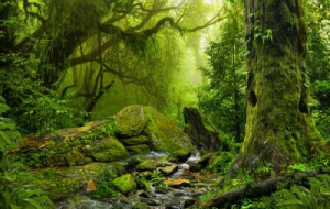 Fototapete Andere Holz, Hintergrund, alt, Natur, Sommer