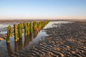 Fototapete Andere Textur, Sand, Wald, Urlaub, Strand