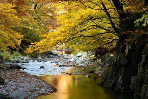 Fototapete Andere Herbst, vale, Hintergrund, schön, Schönheit