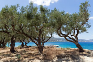Fototapete Andere olive, Baum, Hain, grün, Meer