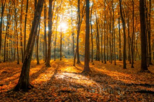 Fototapete Andere Baum, Wald, Sonne, Herbst, Blatt
