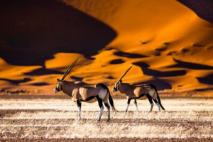 Fototapete Andere Wüste, Düne, Sonnenuntergang, namibia, Antilope