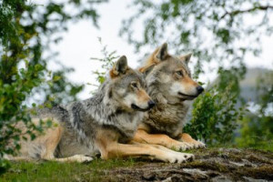 Fototapete Andere Wolf, norge, zoo, Entspannung