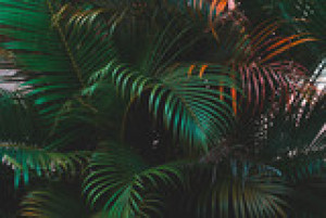 Fototapete Andere palm, Blatt, tropischen, Sommer, Baum