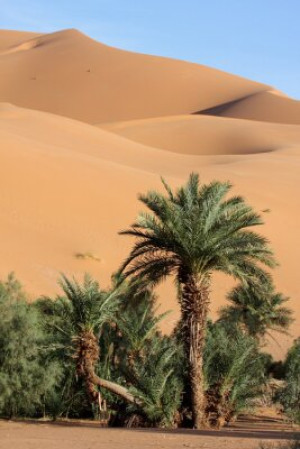 Fototapete Andere gelb, Natur, reisen, Grafik, exotischen