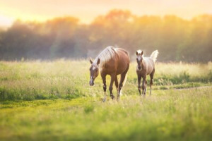 Fototapete Andere Fohlen, Pferd, mare, Sommer, Weide