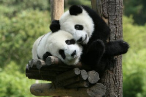 Fototapete Andere Tier, zoo, Bambus, tragen, Freunde