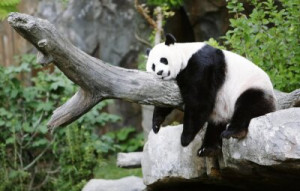 Fototapete Andere Panda, zoo, Indium, Rock, Säugetiere