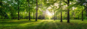 Fototapete Wald Wald, Panorama, Landschaft, Hintergrund, Sommer