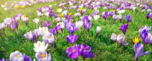 Fototapete Andere Frühling, Blume, Krokus, Gras, Park