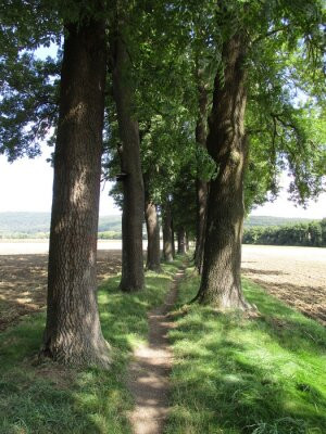 Fototapete Weg, fest, groß, Baum, Pappel