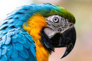 Fototapete Andere Papagei, Vogel, Ara, Tier, blau