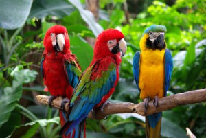 Fototapete Andere asiatisch, Vogel, Papagei