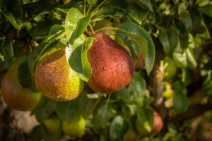 Fototapete Andere Obst, Baum, Apfel, Lebensmittel, Ast