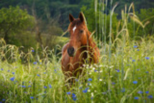 Fototapete Andere Pferd, Blume, Tier, fox, Feld