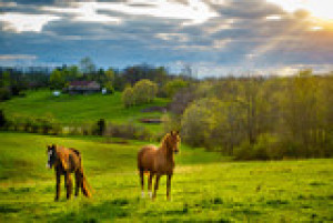 Fototapete Andere braun, Natur, Landwirtschaft, Bauernhof, Sommer