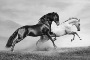 Fototapete junge, Natur, Bauernhof, Pferdesport, Pferd