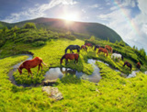 Fototapete Andere Bauernhof, Pferdesport, Pferd, Tier, Wasser