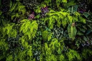 Fototapete Pflanzen Textur, Hintergrund, Muster, Wand, Natur