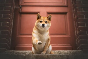 Fototapete Andere Hund, Tür, red, pet, Welpen