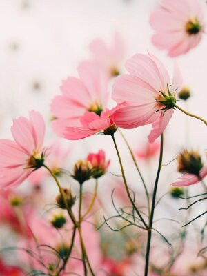 Fototapete Andere Blume, rosa, Natur, Garten, Anlage