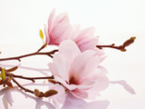 Fototapete Andere blühen, Blüte, Blume, magnolia, Parfüm