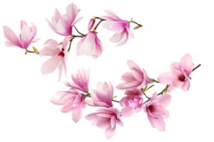 Fototapete Andere Ast, Blume, Orchidee, rosa, Natur