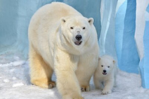 Fototapete Andere tragen, polar, Tier, arktisch, Eisbär